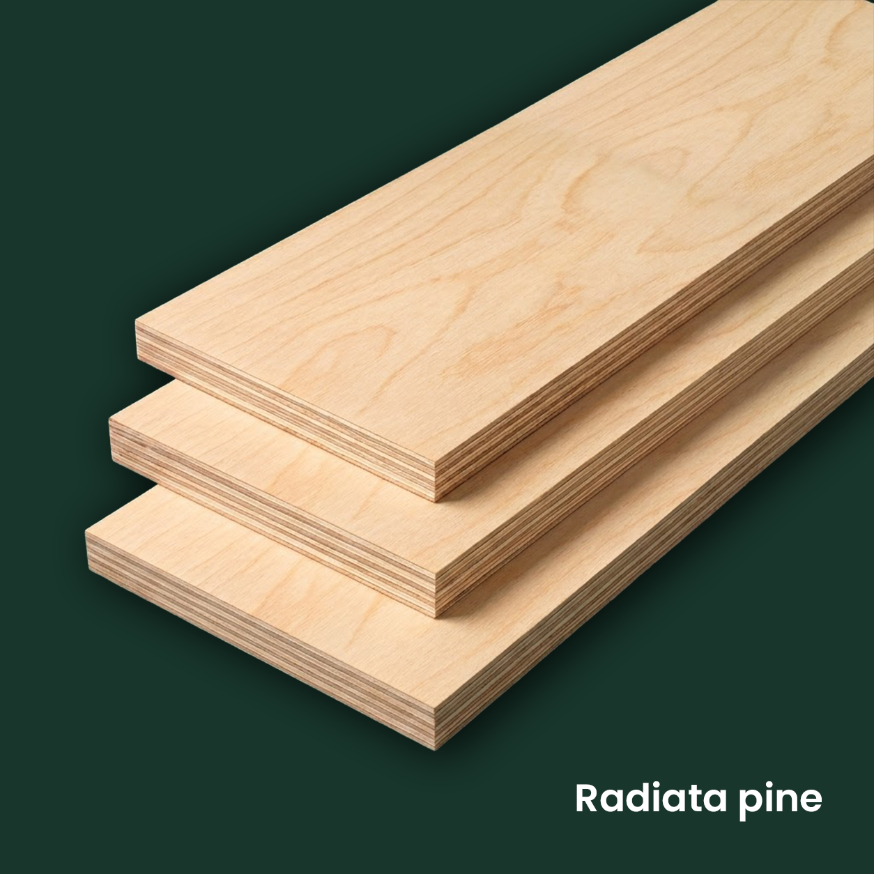 Radiata pine